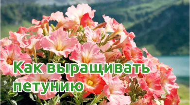 Как сажать петунию