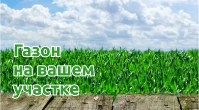 Семена газонных трав: как сажать и ухаживать